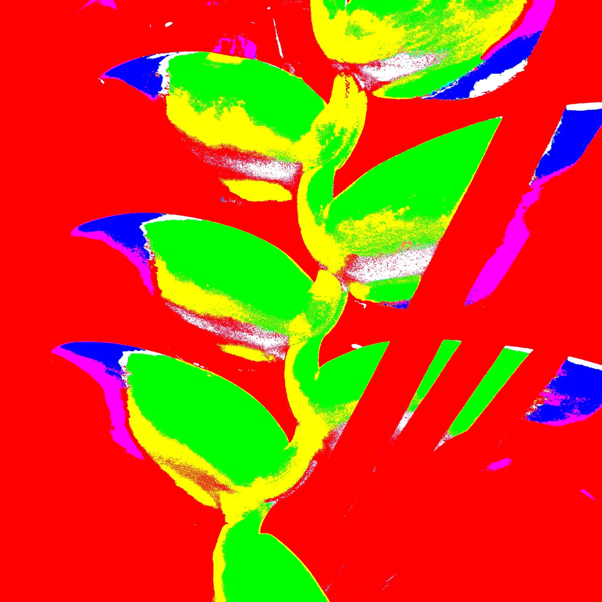 Xtra POP Set - Heliconia - 185791v26a - 90x90cm, Graphic Pop Art rendering of heliconia with neon green leaves on a solid red background, blue and magenta highlights, and bold visual contrasts.
