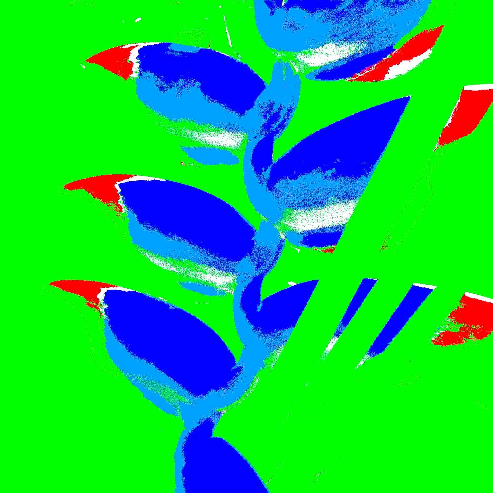 Xtra POP Set - Heliconia - 185791v33a - 90x90cm, Bold blue and red heliconia blooms set against a vibrant green background in a vivid, high-contrast Pop Art style.