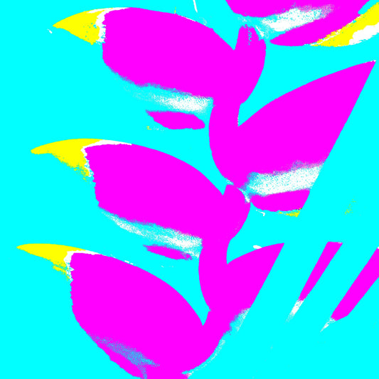 Xtra POP Set - Heliconia - 185791v45a - Close Detail View, Bright magenta heliconia flowers with yellow accents pop against a turquoise background in a vibrant Pop Art composition.