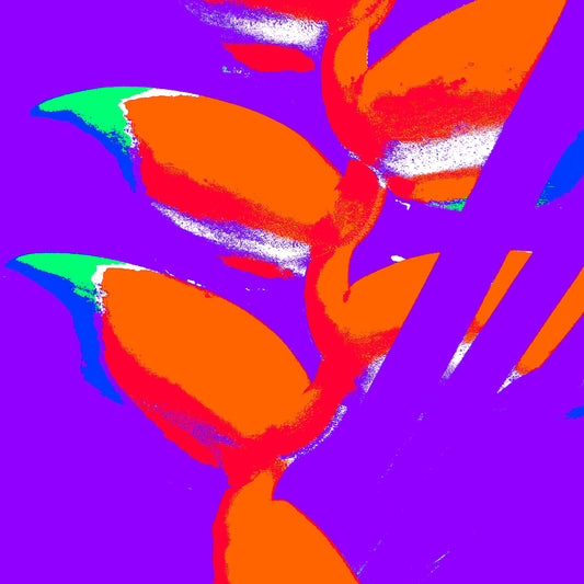 Xtra POP Set - Heliconia - 185791v49a - Close Detail View, Bright orange heliconia flowers with green and blue tips on a vivid purple background, rendered in a psychedelic Pop Art palette.