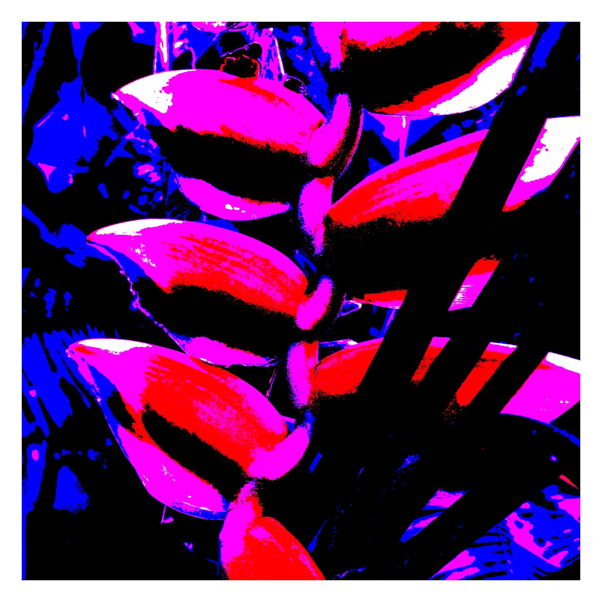 Xtra POP Set - Heliconia - 185791v4a - 104x104cm, Bold pop art style photograph of a heliconia flower in intense red, pink, and blue tones on a dark background with graphic contrast and stylised edges.