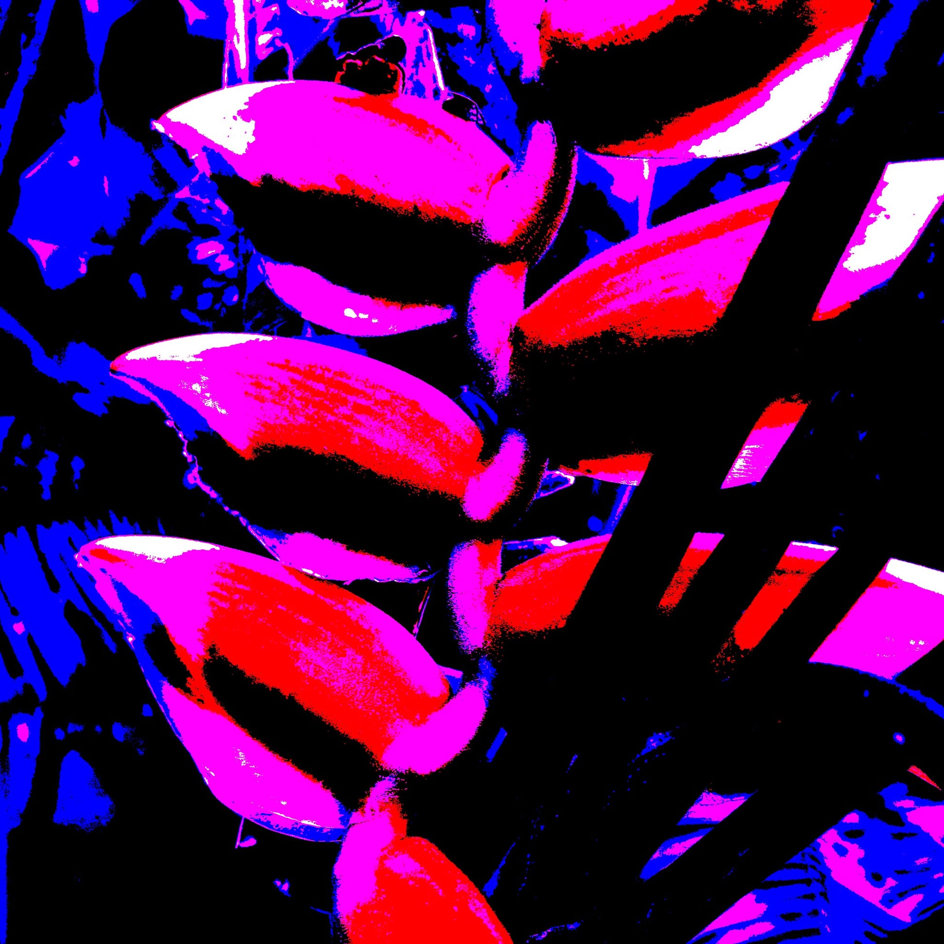 Xtra POP Set - Heliconia - 185791v4a - 90x90cm, Bold pop art style photograph of a heliconia flower in intense red, pink, and blue tones on a dark background with graphic contrast and stylised edges.