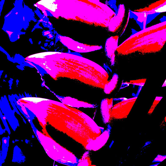 Xtra POP Set - Heliconia - 185791v4a - Close Detail View, Bold pop art style photograph of a heliconia flower in intense red, pink, and blue tones on a dark background with graphic contrast and stylised edges.