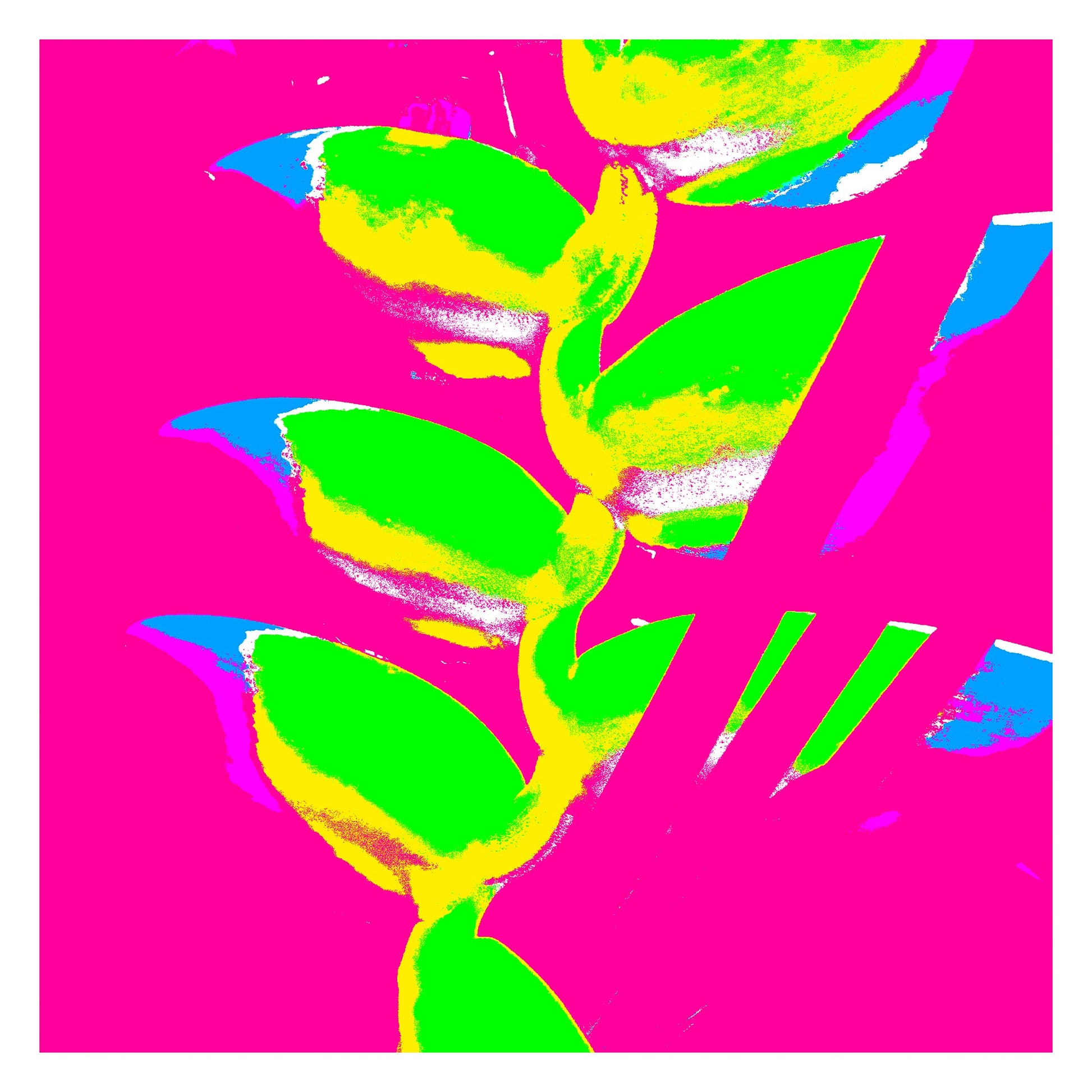 Xtra POP Set - Heliconia - 185791v53a - 104x104cm, Bright lime green heliconia with yellow edges on a vibrant hot pink background, accented by bold blue and violet highlights in a Pop Art aesthetic.