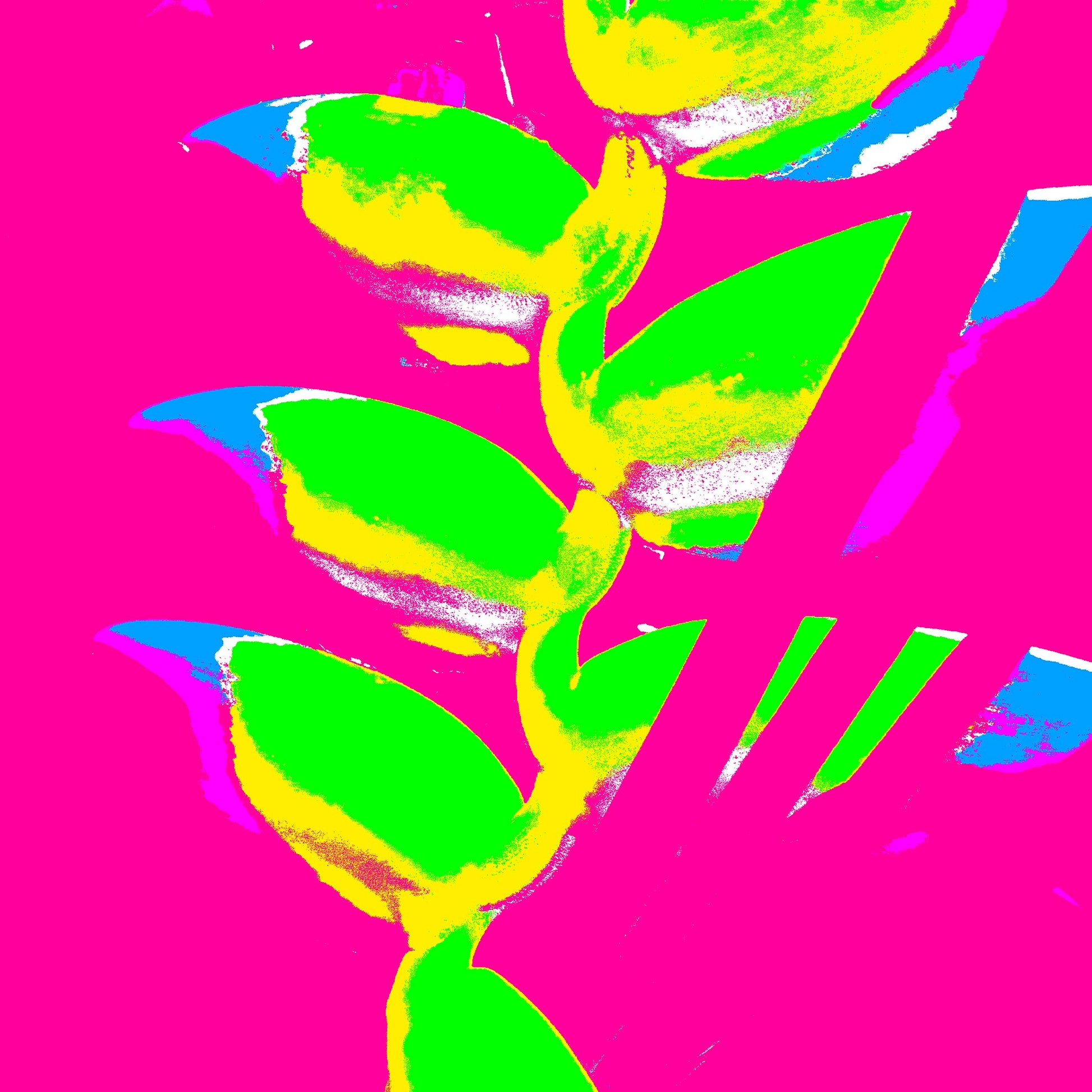 Xtra POP Set - Heliconia - 185791v53a - 90x90cm, Bright lime green heliconia with yellow edges on a vibrant hot pink background, accented by bold blue and violet highlights in a Pop Art aesthetic.