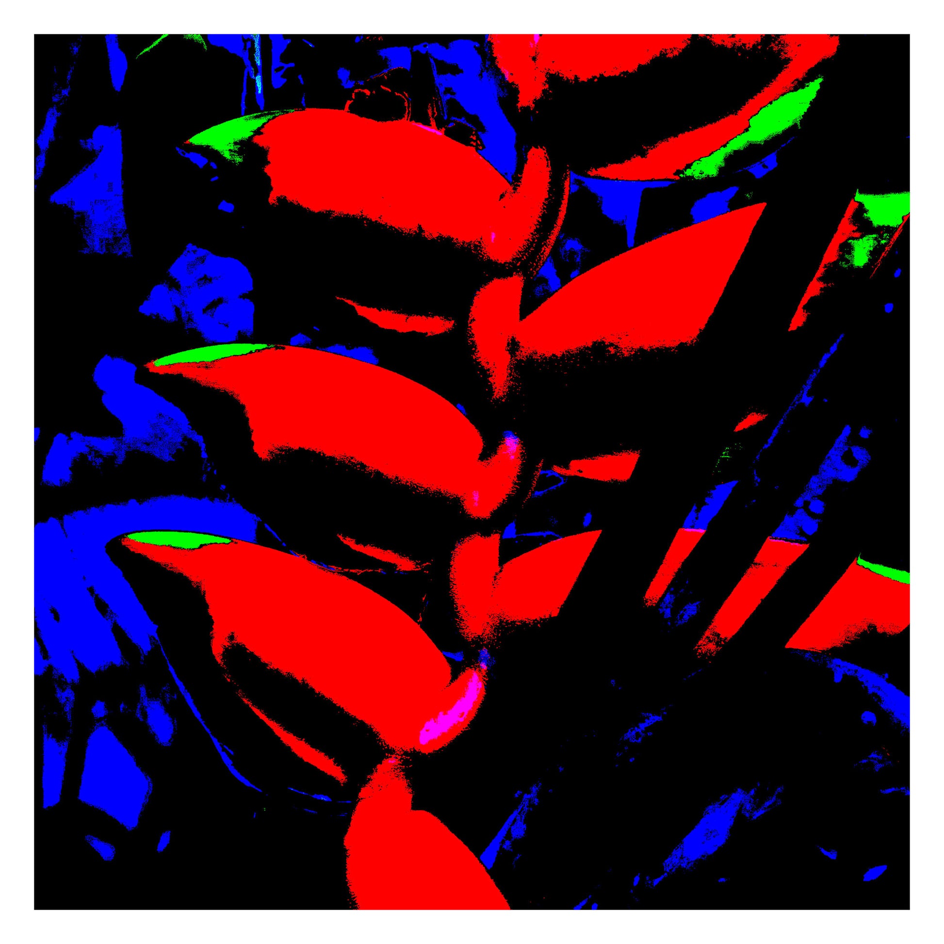 Xtra POP Set - Heliconia - 185791v8a - 104x104cm, Pop Art style image of heliconia flower rendered in ultra-bright red, cobalt blue, and green with high contrast and bold graphic treatment.