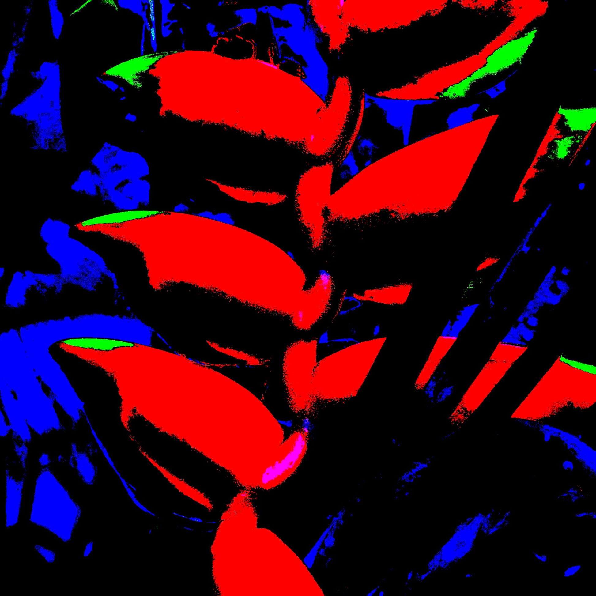 Xtra POP Set - Heliconia - 185791v8a - 90x90cm, Pop Art style image of heliconia flower rendered in ultra-bright red, cobalt blue, and green with high contrast and bold graphic treatment.
