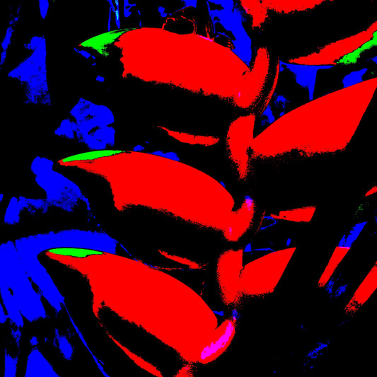 Xtra POP Set - Heliconia - 185791v8a - Close Detail View, Pop Art style image of heliconia flower rendered in ultra-bright red, cobalt blue, and green with high contrast and bold graphic treatment.