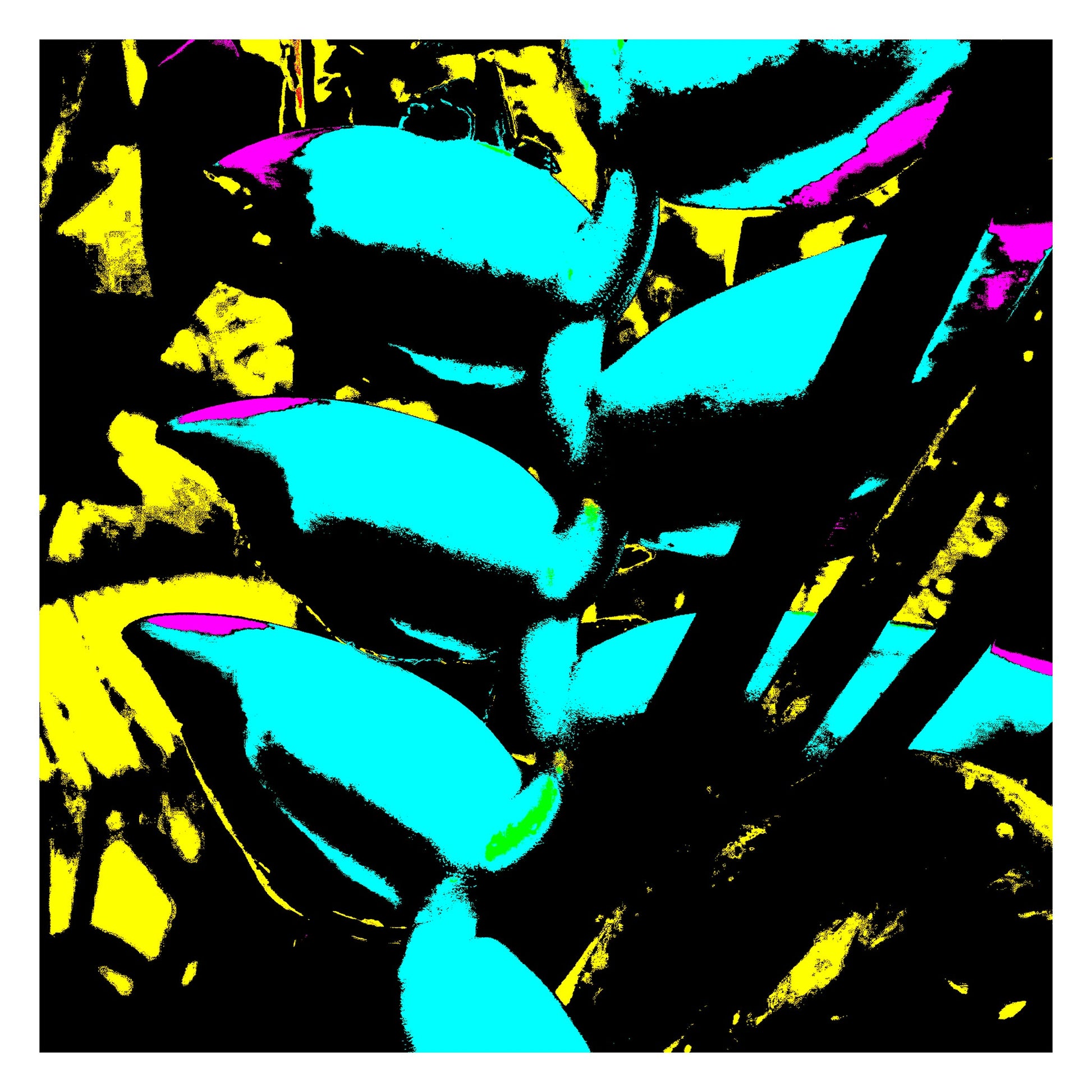 Xtra POP Set - Heliconia - 185791v9a - 104x104cm, Vibrant Pop Art image of heliconia flower in bright turquoise, neon yellow, and magenta with high contrast black detailing and graphic styling.