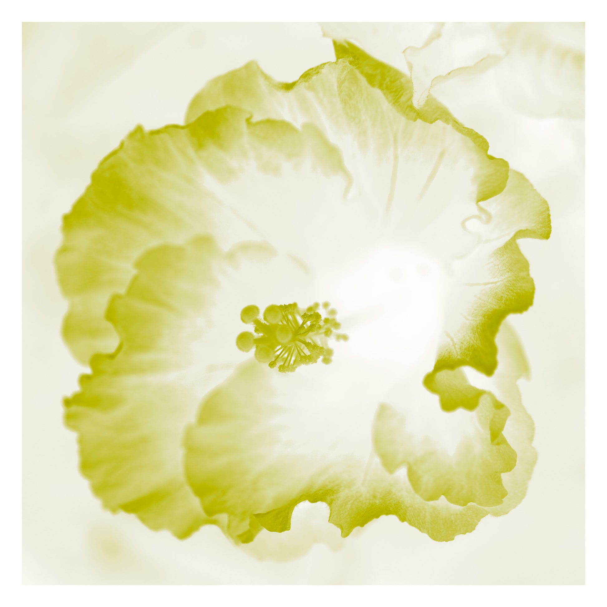 Hibiscus No.1 - 182076v101a - 104x104cm, Pale lime and white hibiscus artwork in soft pastel tones with light Pop Art styling.