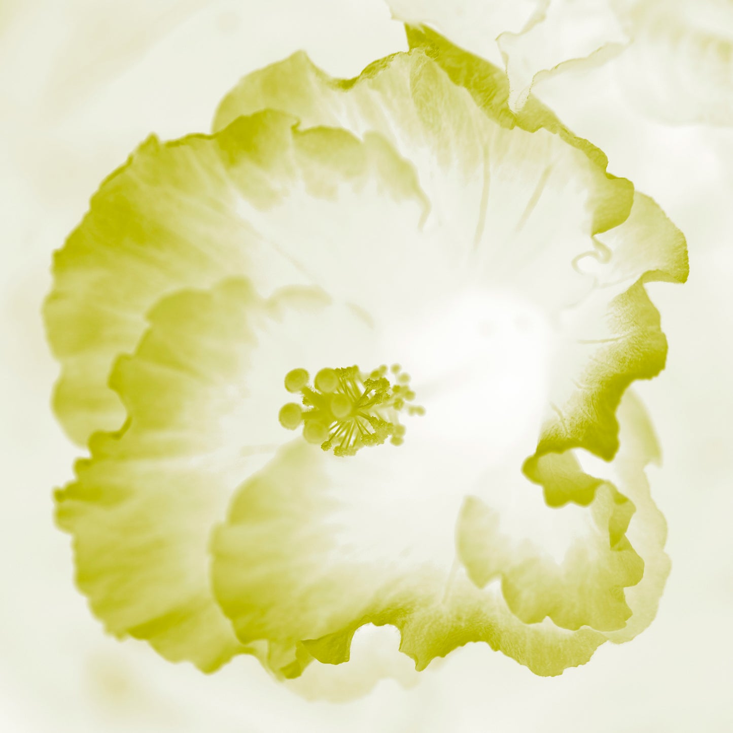 Hibiscus No.1 - 182076v101a - 90x90cm, Pale lime and white hibiscus artwork in soft pastel tones with light Pop Art styling.