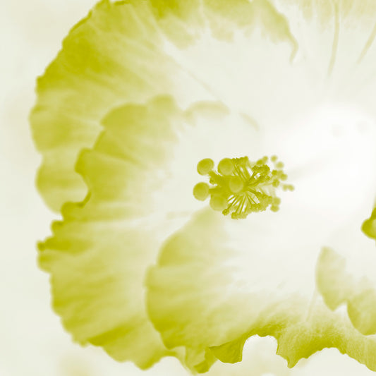 Hibiscus No.1 - 182076v101a - Close Detail View, Pale lime and white hibiscus artwork in soft pastel tones with light Pop Art styling.