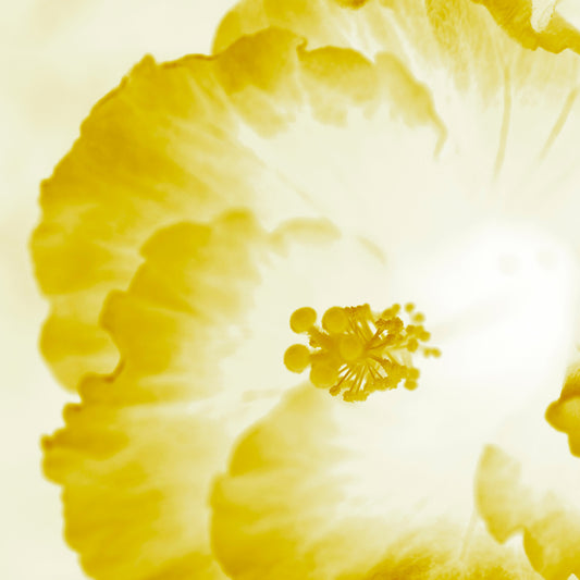 Hibiscus No.1 - 182076v101c - Close Detail View, Glowing yellow hibiscus artwork with luminous soft petals and a serene, sunlit Pop Art aesthetic.