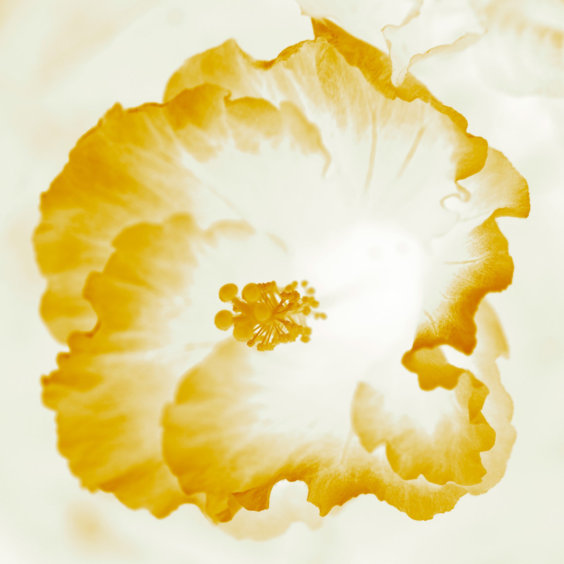 Hibiscus No.1 - 182076v101d - 90x90cm, Soft golden-white hibiscus artwork with light-infused petals and warm translucent tones in a minimalist Pop Art style.