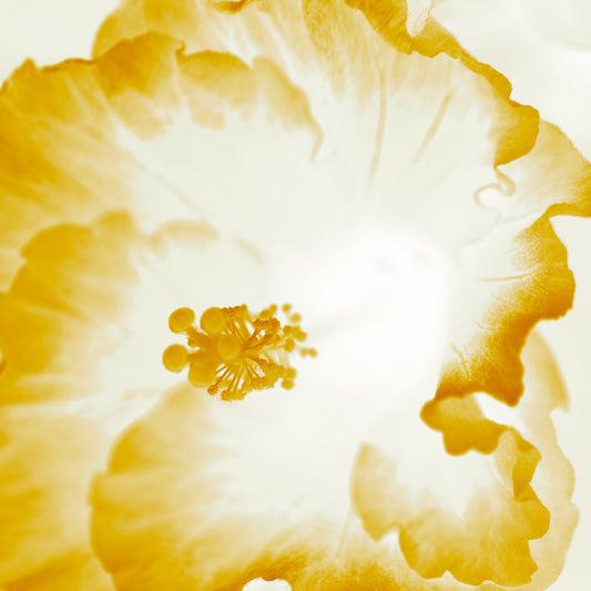 Hibiscus No.1 - 182076v101d - Close Detail View, Soft golden-white hibiscus artwork with light-infused petals and warm translucent tones in a minimalist Pop Art style.