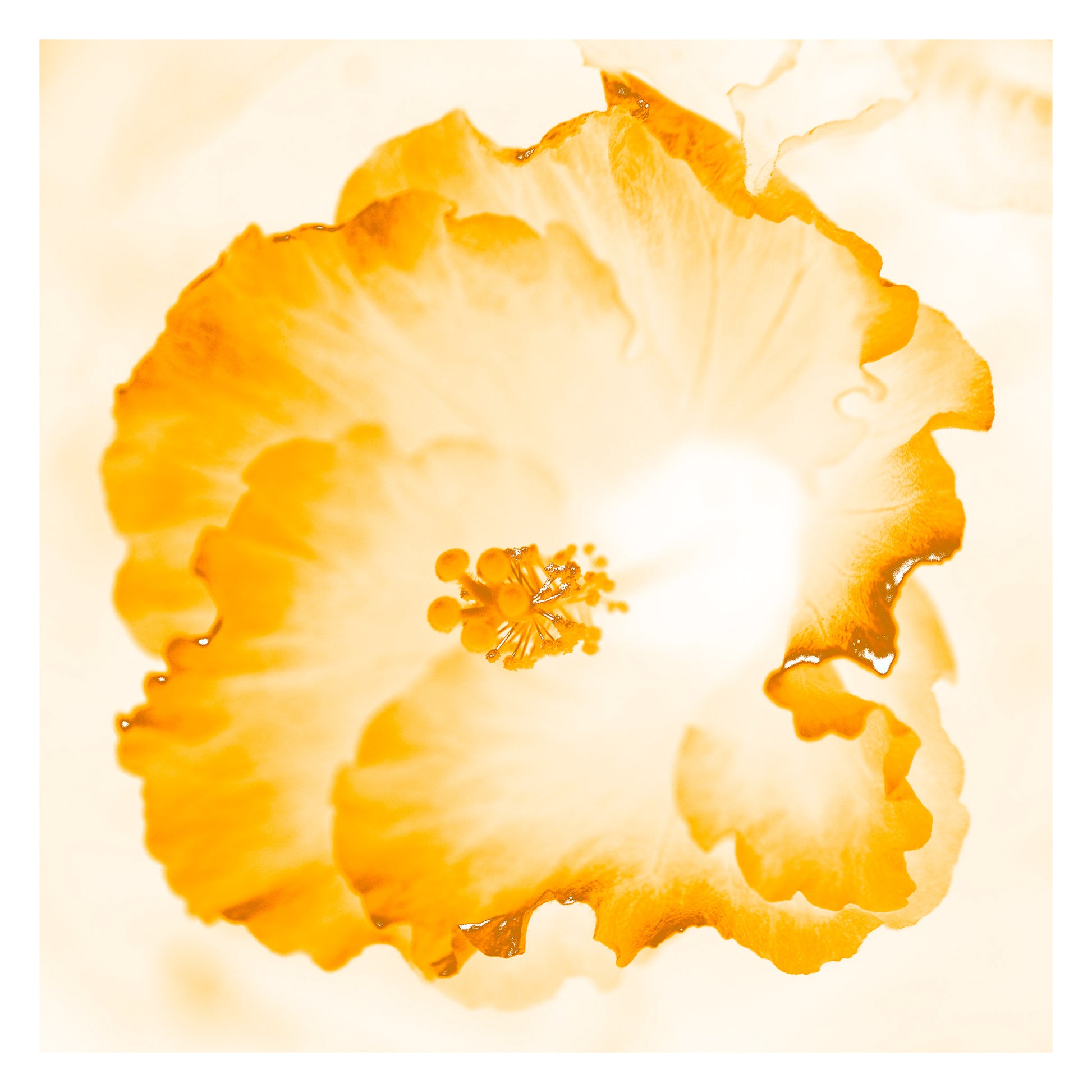Hibiscus No.1 - 182076v101e - 104x104cm, Soft golden-toned hibiscus flower artwork with translucent whites and amber hues, in a warm and glowing Pop Art aesthetic.