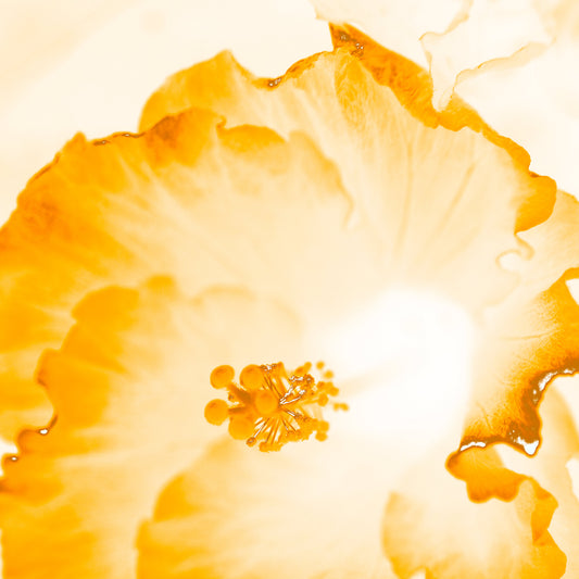 Hibiscus No.1 - 182076v101e - Close Detail View, Soft golden-toned hibiscus flower artwork with translucent whites and amber hues, in a warm and glowing Pop Art aesthetic.