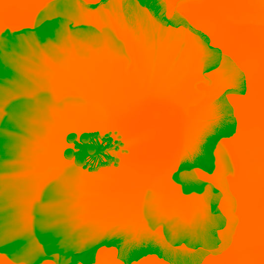Hibiscus No.2 - 182076v201a - Close Detail View, A bright orange and green hibiscus artwork in a bold Pop Art style with surreal, vibrant contrast and a contemporary edge.