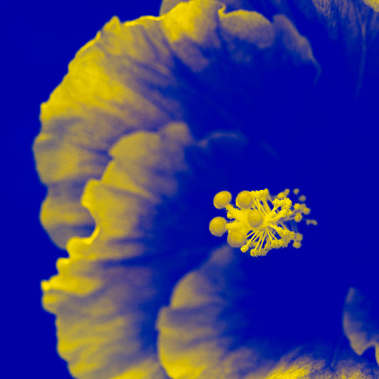 Hibiscus No.2 - 182076v201b - Close Detail View, A cobalt blue and vivid yellow hibiscus flower in Pop Art style, with bold contrast and surreal colour treatment.