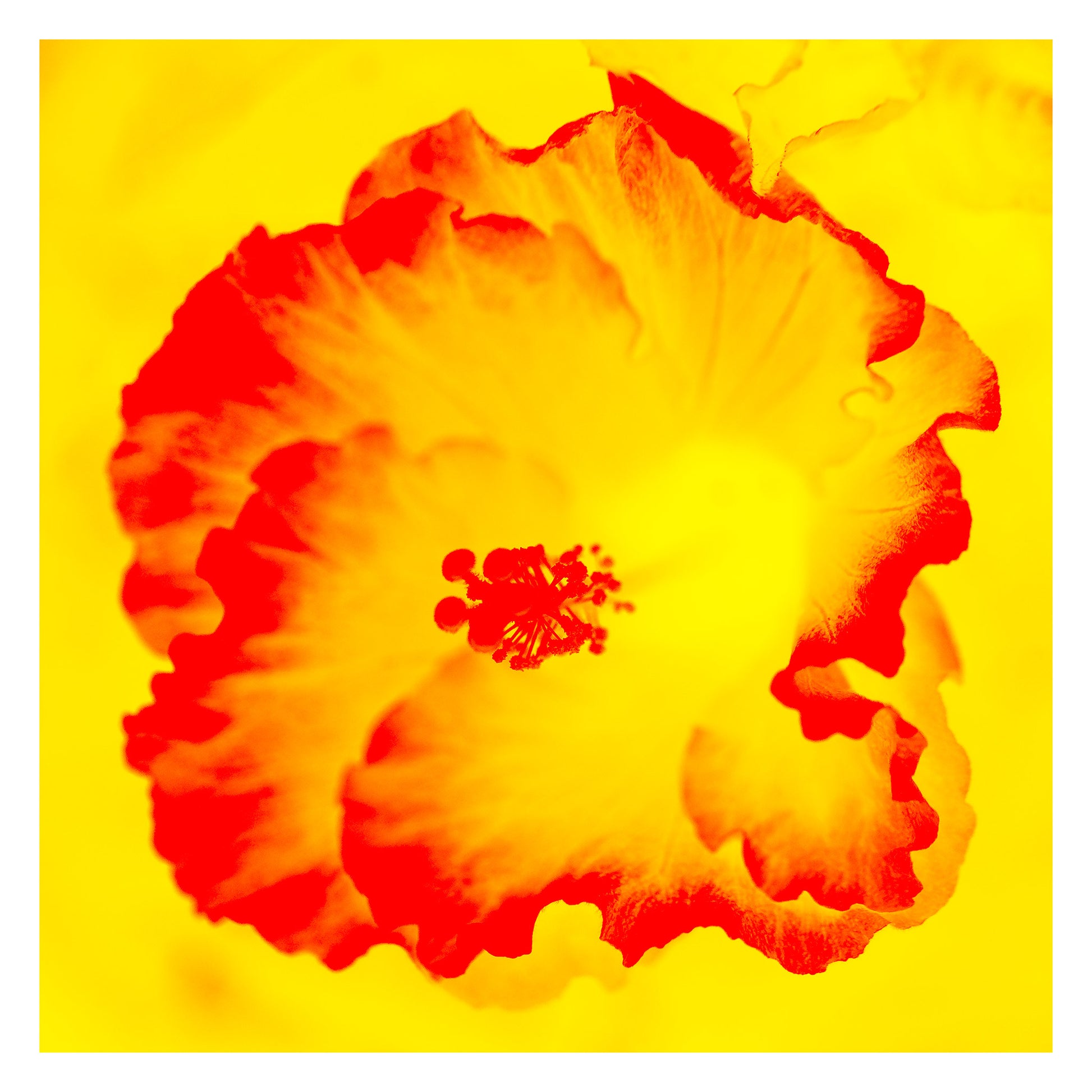 Hibiscus No.2 - 182076v201c - 104x104cm, A vivid yellow and red hibiscus flower rendered in a bold Pop Art style, glowing with radiant warmth and contrast.