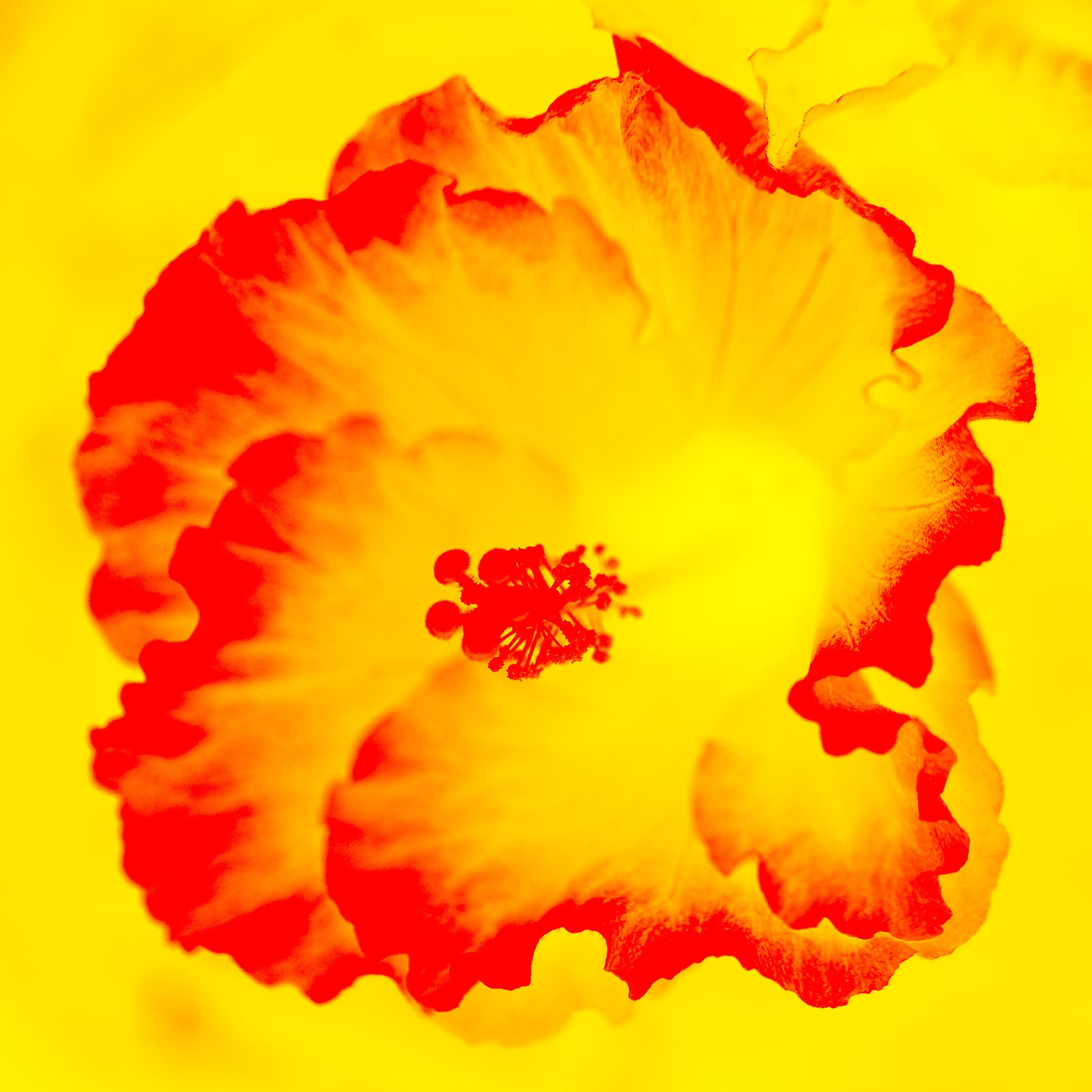 Hibiscus No.2 - 182076v201c - 90x90cm, A vivid yellow and red hibiscus flower rendered in a bold Pop Art style, glowing with radiant warmth and contrast.
