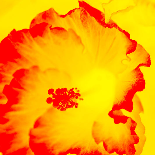 Hibiscus No.2 - 182076v201c - Close Detail View, A vivid yellow and red hibiscus flower rendered in a bold Pop Art style, glowing with radiant warmth and contrast.