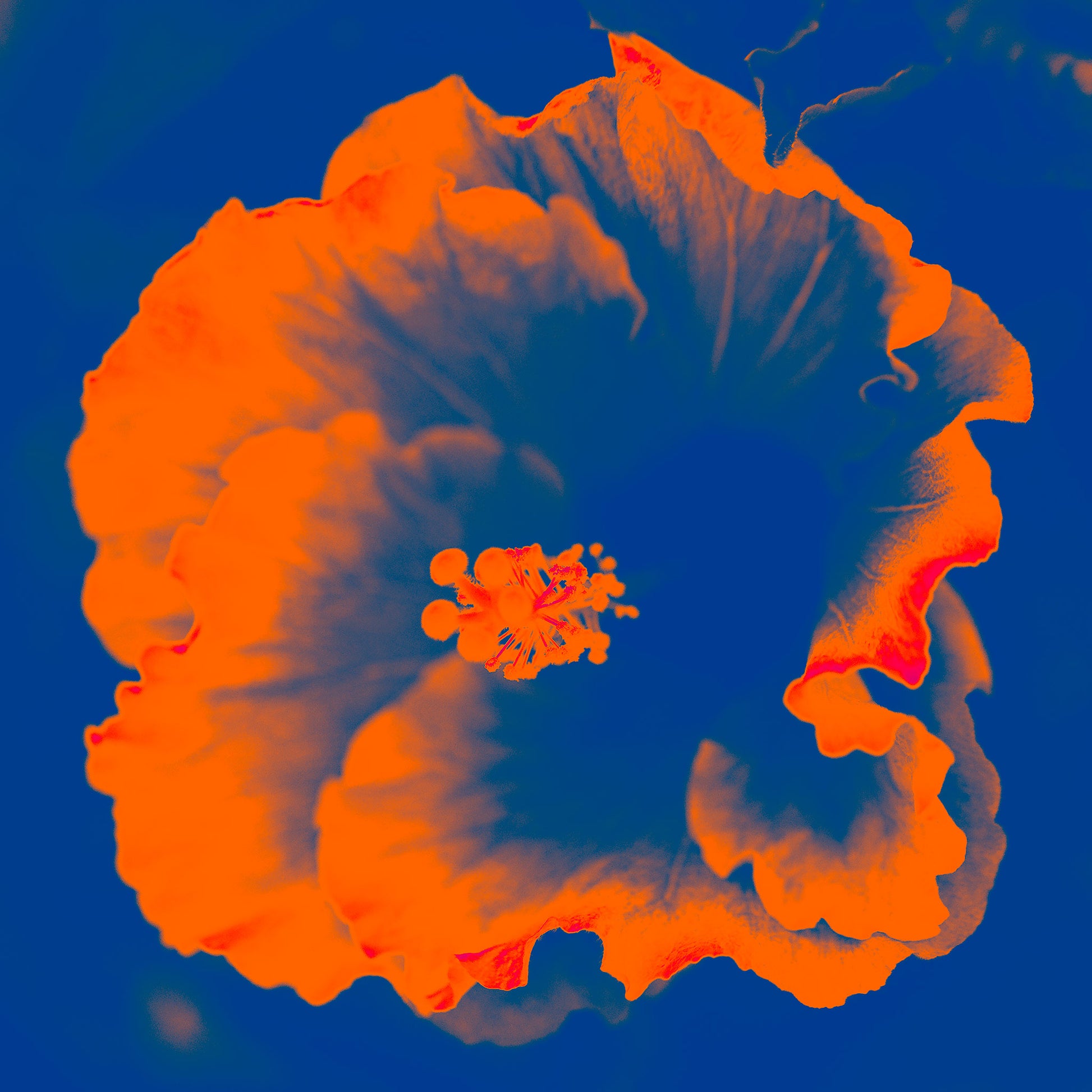 Hibiscus No.2 - 182076v201d - 90x90cm, A bright orange hibiscus flower pops vividly against a saturated blue background in this bold Pop Art reimagining.