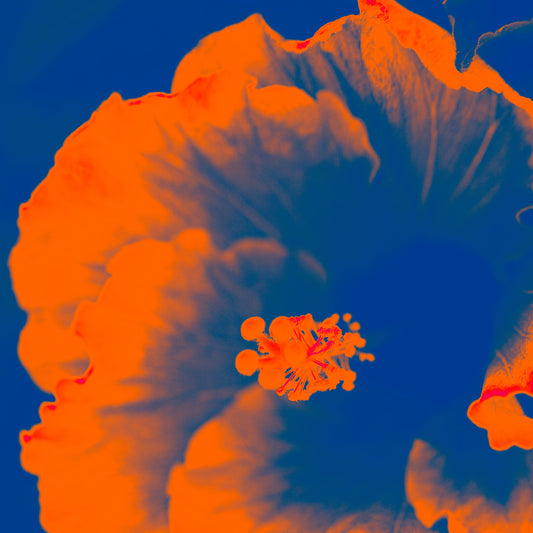 Hibiscus No.2 - 182076v201d - Close Detail View, A bright orange hibiscus flower pops vividly against a saturated blue background in this bold Pop Art reimagining.