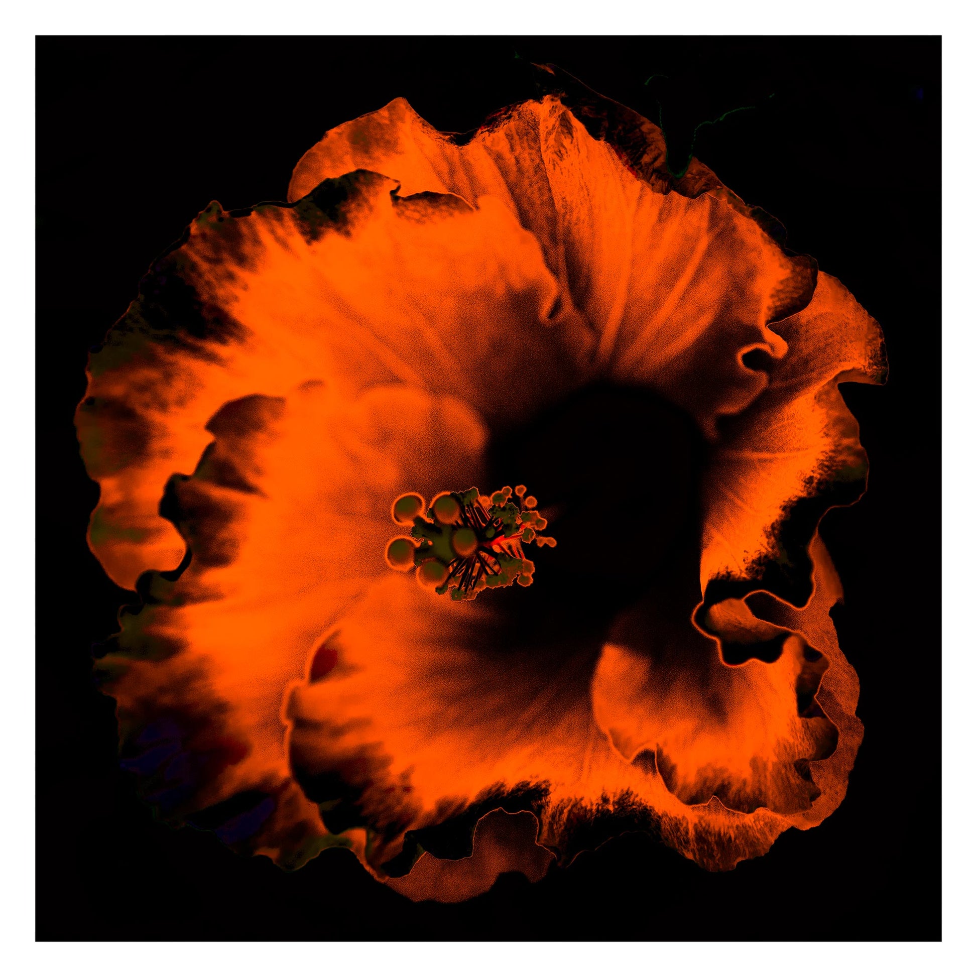 Hibiscus No.3 - 182073v20201-20 - 104x104cm, Vivid orange hibiscus flower glowing against a deep black background in bold Pop Art style.