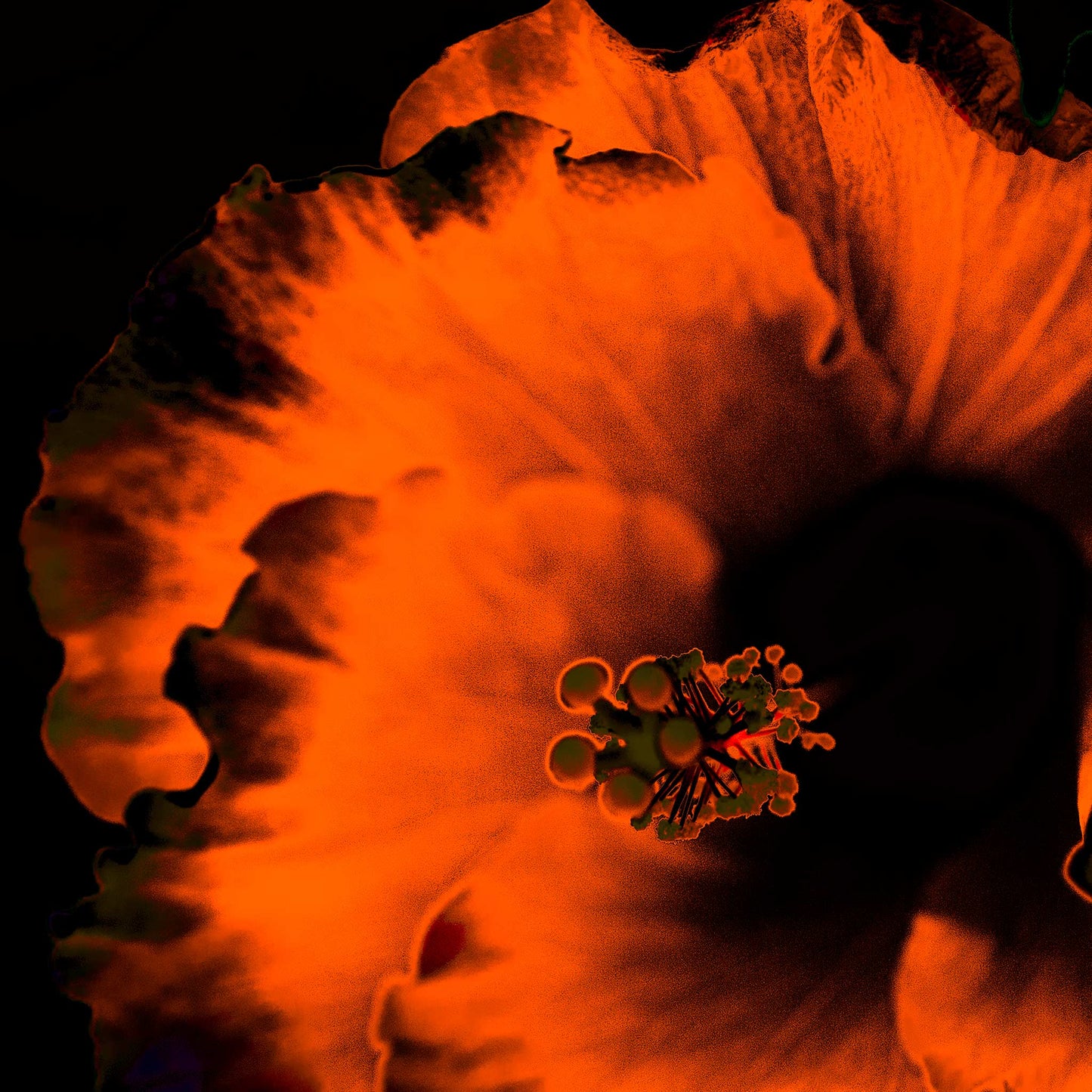 Hibiscus No.3 - 182073v20201-20 - Close Detail View, Vivid orange hibiscus flower glowing against a deep black background in bold Pop Art style.