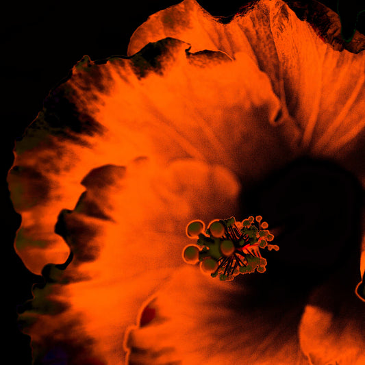 Hibiscus No.3 - 182073v20201-20 - Close Detail View, Vivid orange hibiscus flower glowing against a deep black background in bold Pop Art style.