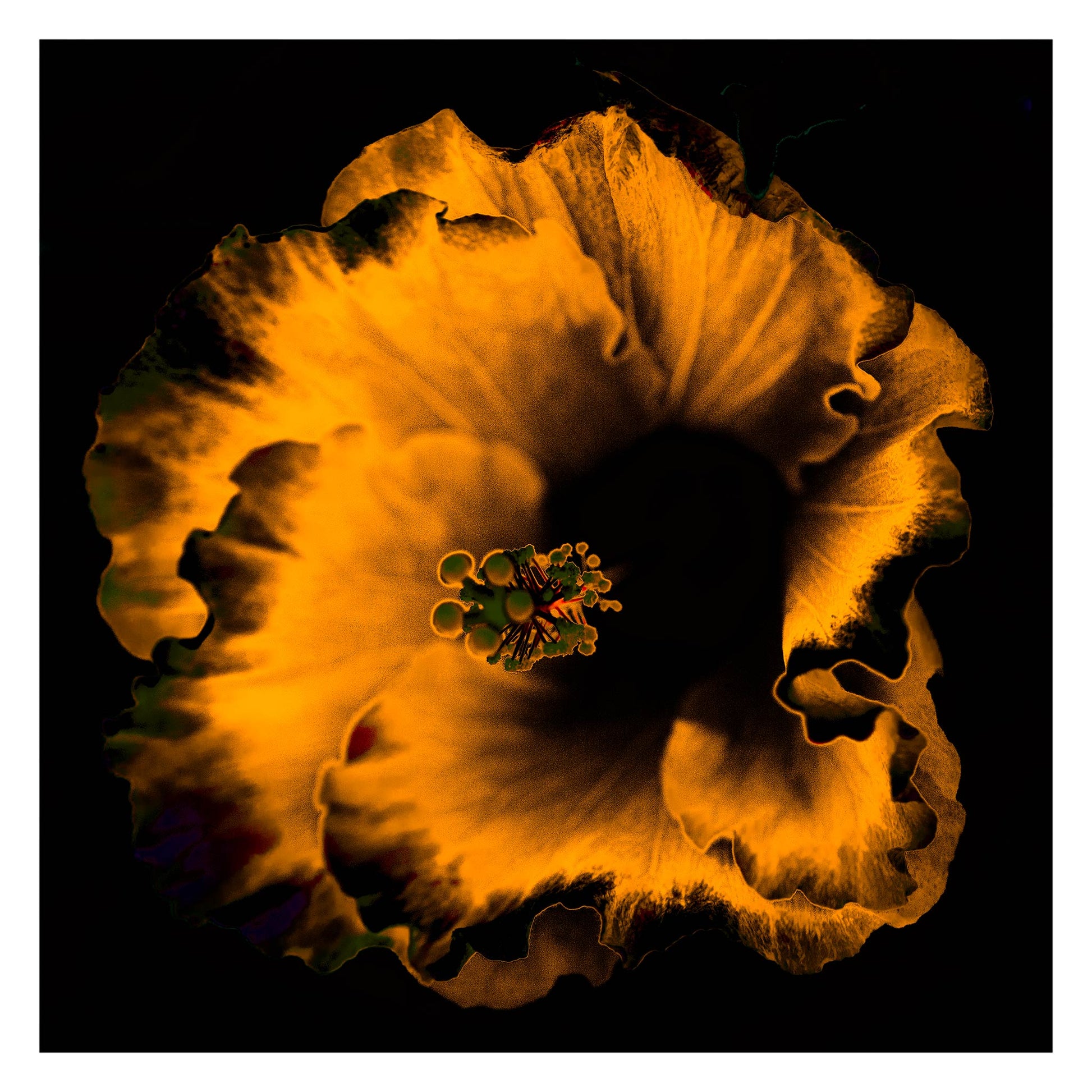 Hibiscus No.3 - 182073v20201-21 - 104x104cm, Fiery orange hibiscus bloom in high-contrast Pop Art style on a black background, evoking heat and drama.