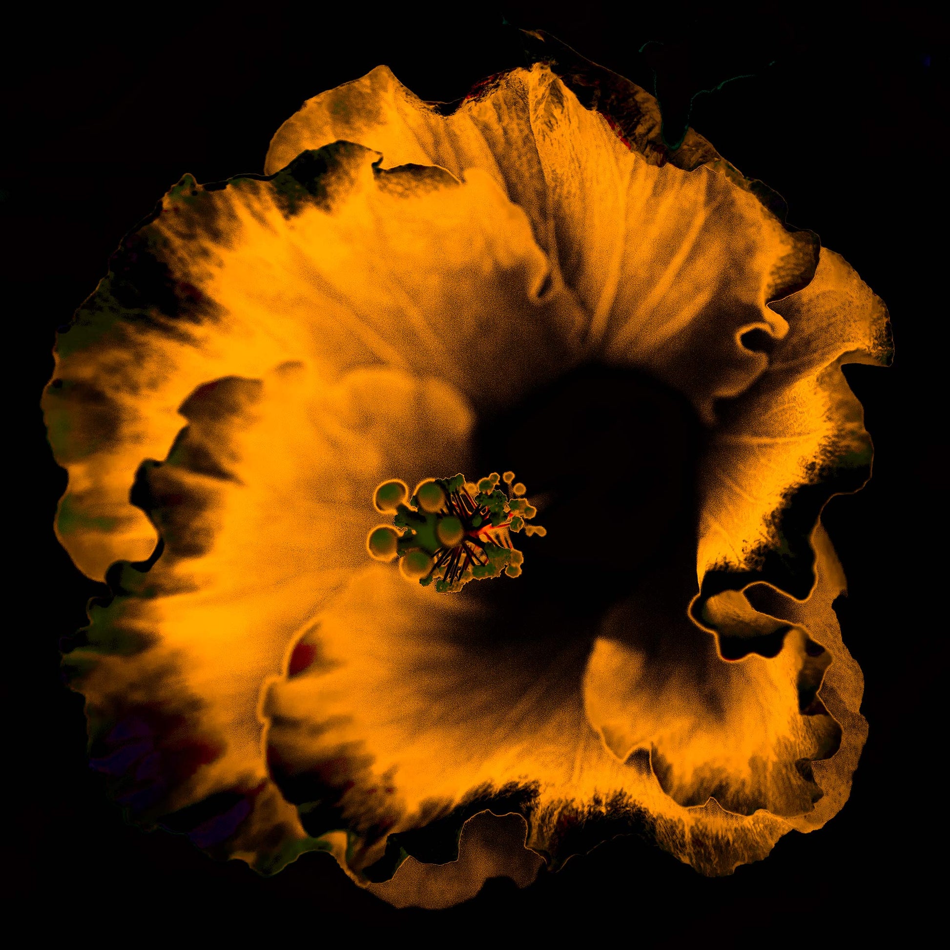 Hibiscus No.3 - 182073v20201-21 - 104x104cm, Fiery orange hibiscus bloom in high-contrast Pop Art style on a black background, evoking heat and drama.