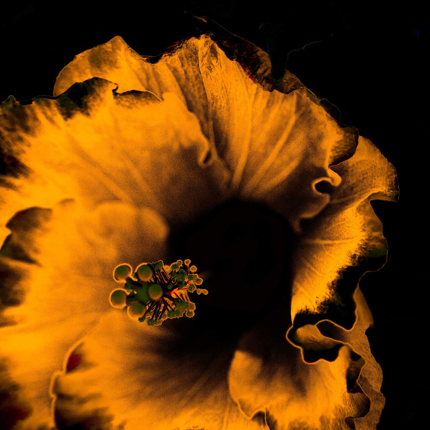 Hibiscus No.3 - 182073v20201-21 - Close Detail View, Fiery orange hibiscus bloom in high-contrast Pop Art style on a black background, evoking heat and drama.