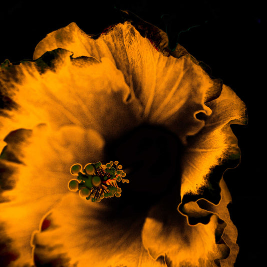 Hibiscus No.3 - 182073v20201-21 - Close Detail View, Fiery orange hibiscus bloom in high-contrast Pop Art style on a black background, evoking heat and drama.