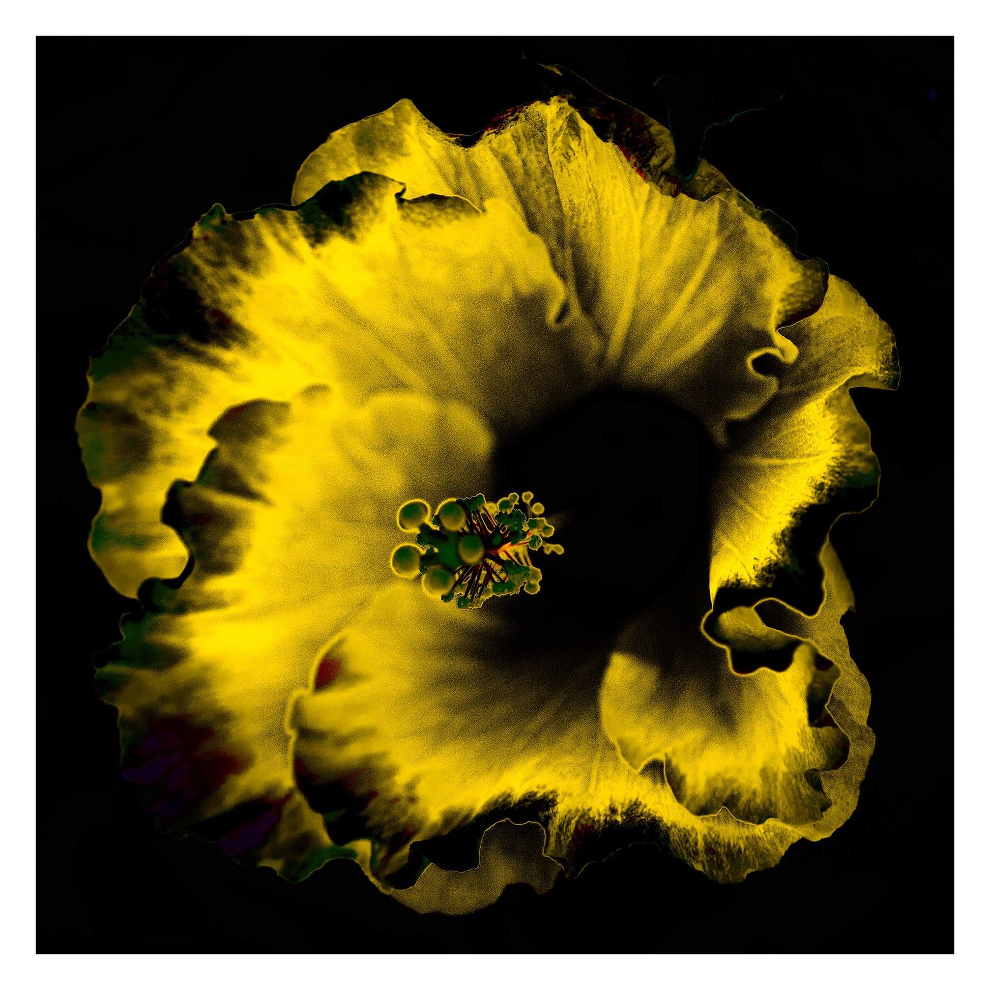 Hibiscus No.3 - 182073v20201-22 - 104x104cm, Golden yellow hibiscus flower with intense black background in vivid Pop Art style, glowing with warmth and contrast.