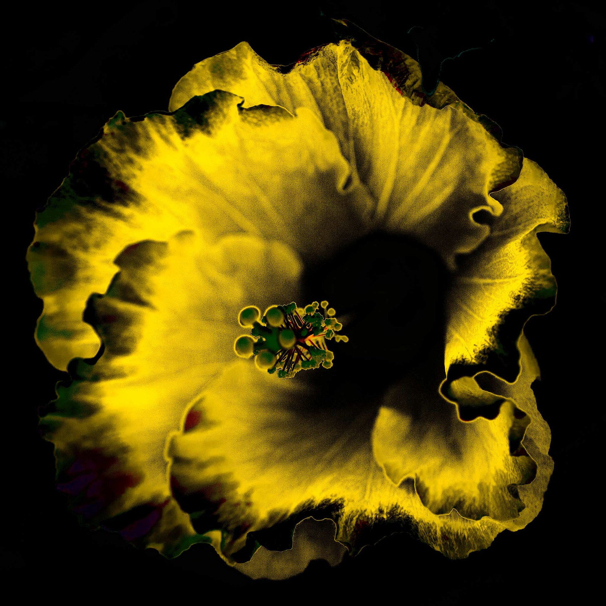 Hibiscus No.3 - 182073v20201-22 - 90x90cm, Golden yellow hibiscus flower with intense black background in vivid Pop Art style, glowing with warmth and contrast.