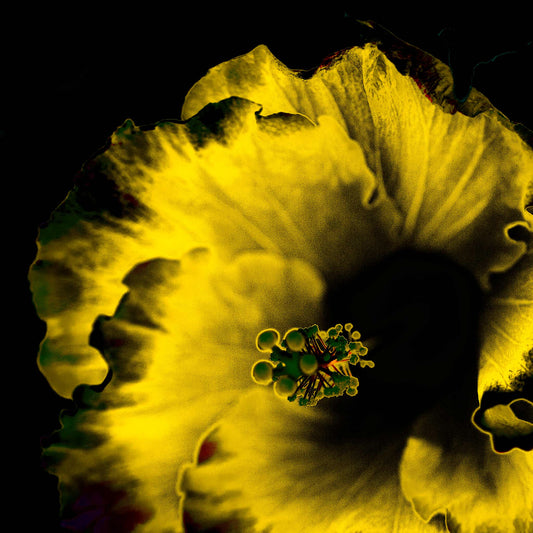 Hibiscus No.3 - 182073v20201-22 - Close Detail View, Golden yellow hibiscus flower with intense black background in vivid Pop Art style, glowing with warmth and contrast.