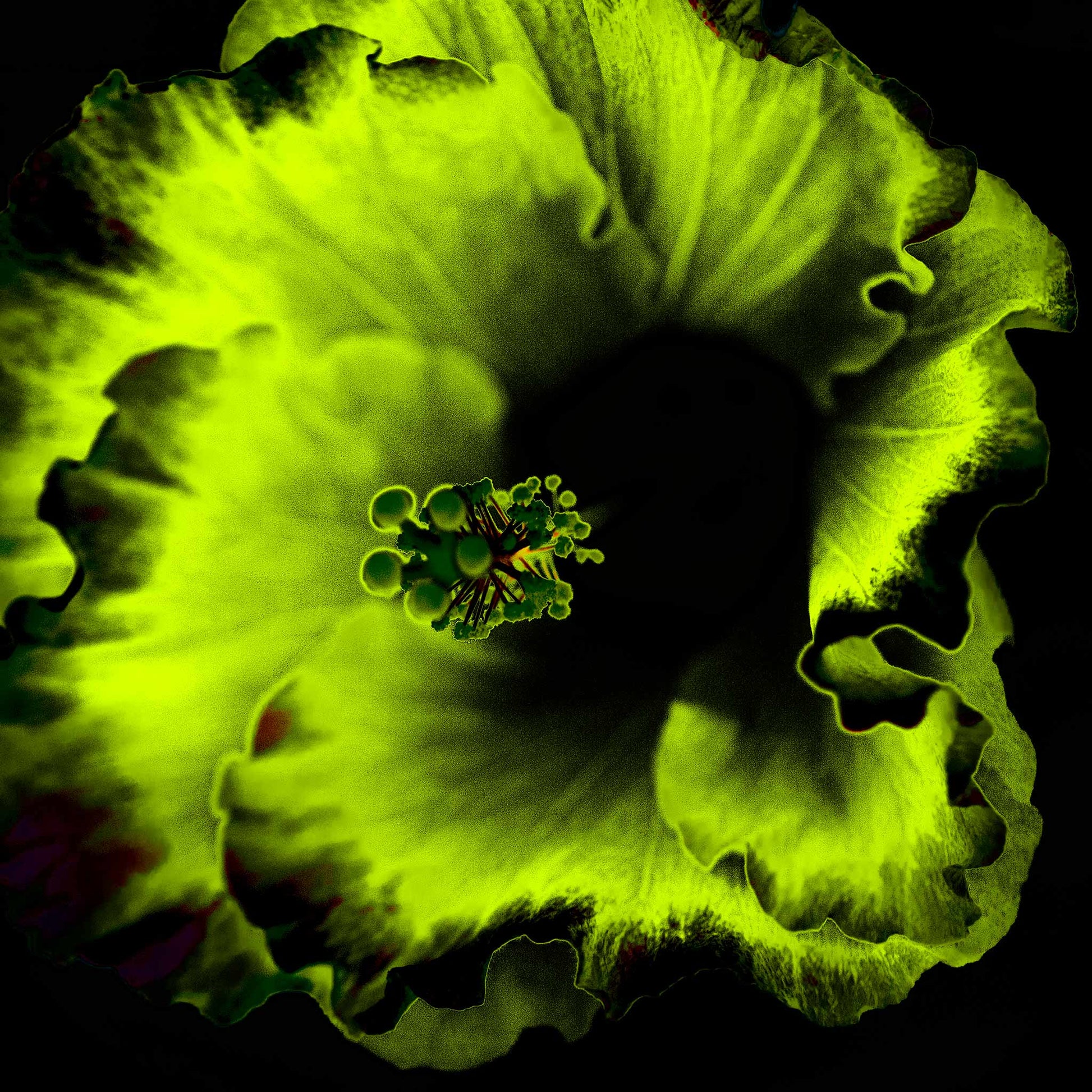 Hibiscus No.3 - 182073v20201-23 - Close Detail View, Glowing green and black stylised hibiscus flower in vibrant Pop Art style with surreal luminescence and dark contrast.