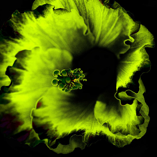 Hibiscus No.3 - 182073v20201-23 - Close Detail View, Glowing green and black stylised hibiscus flower in vibrant Pop Art style with surreal luminescence and dark contrast.