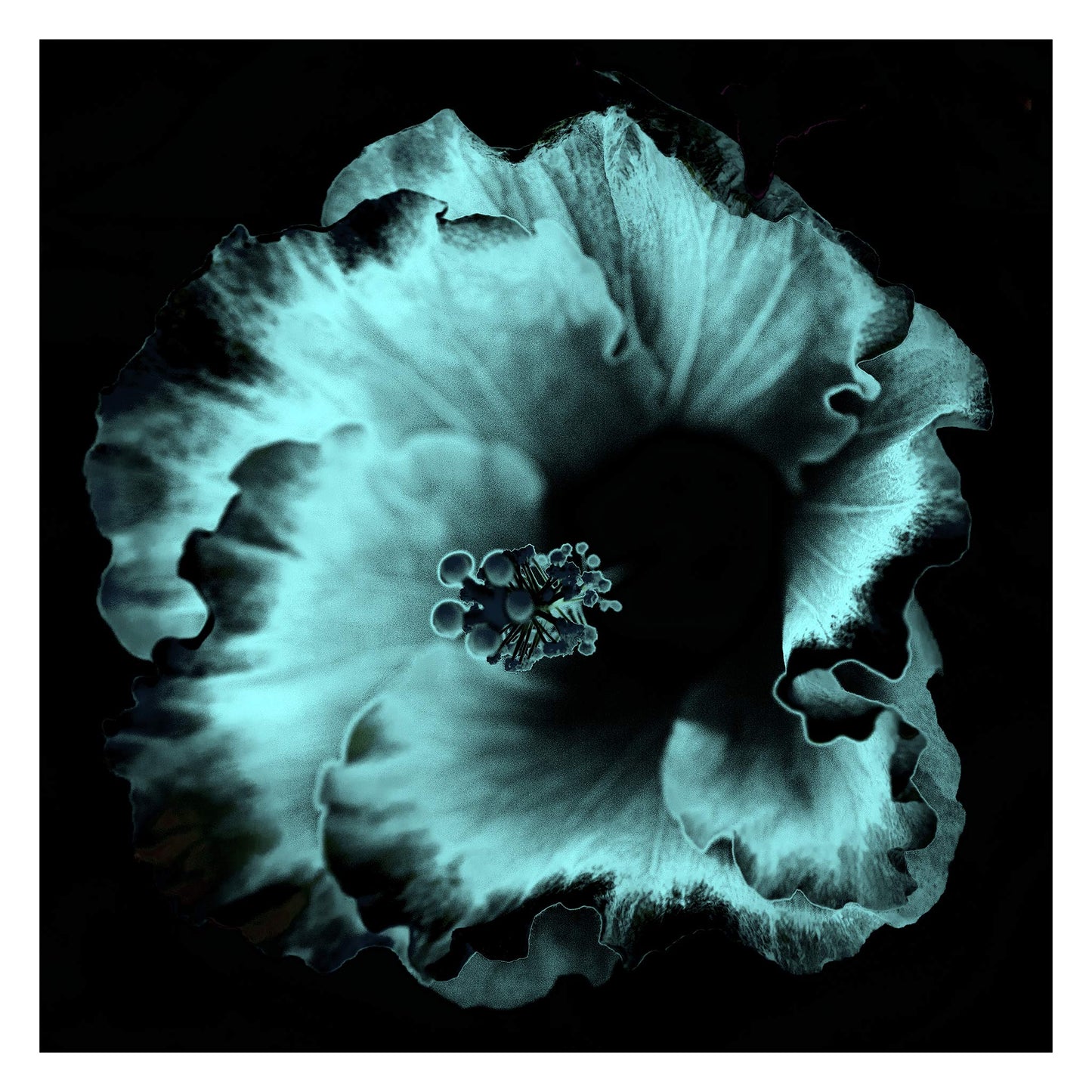 Hibiscus No.3 - 182073v20201-28 - 104x104cm, Soft cyan and black stylised hibiscus flower in moody Pop Art style with velvet shadows and cool luminous tone.