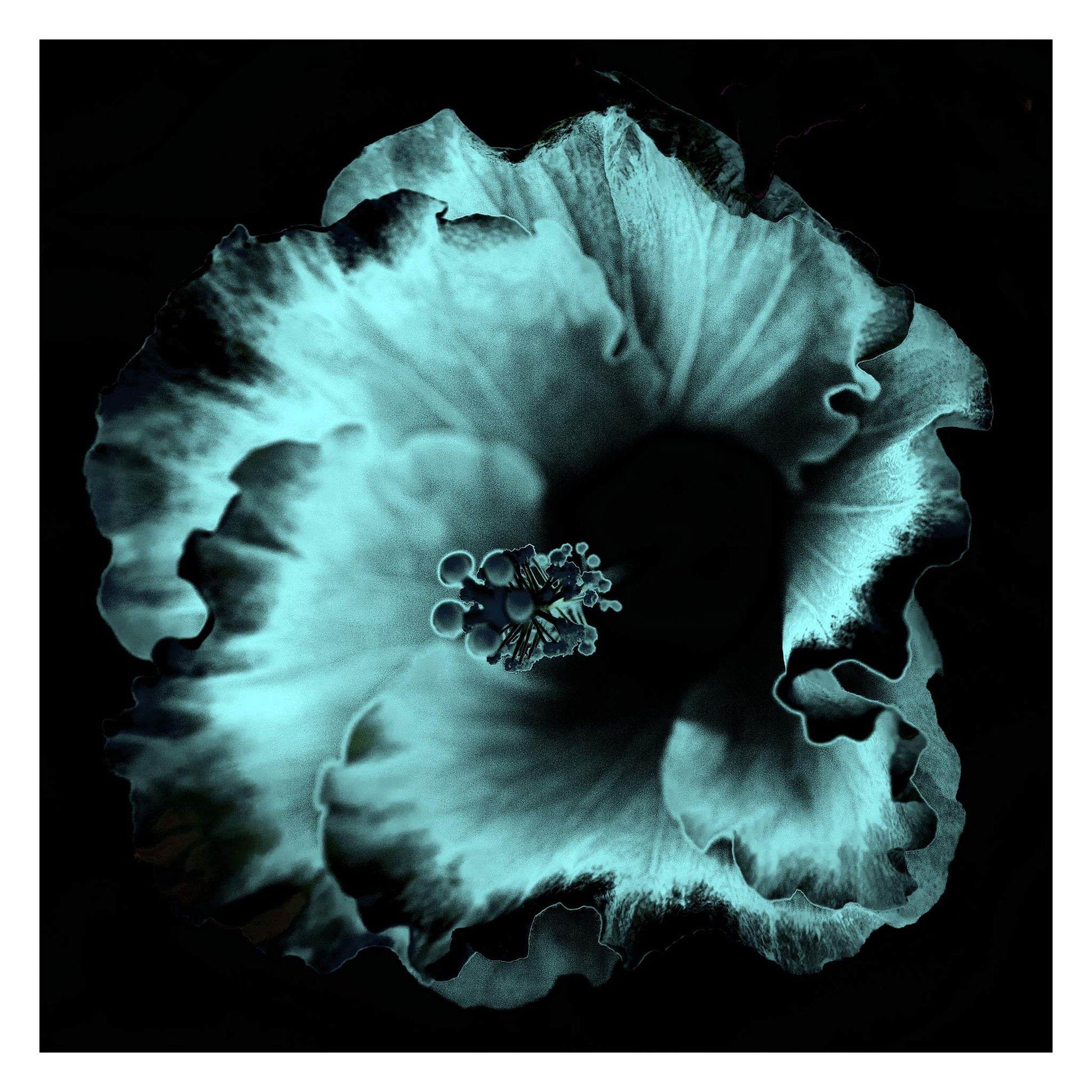 Hibiscus No.3 - 182073v20201-28 - 104x104cm, Soft cyan and black stylised hibiscus flower in moody Pop Art style with velvet shadows and cool luminous tone.