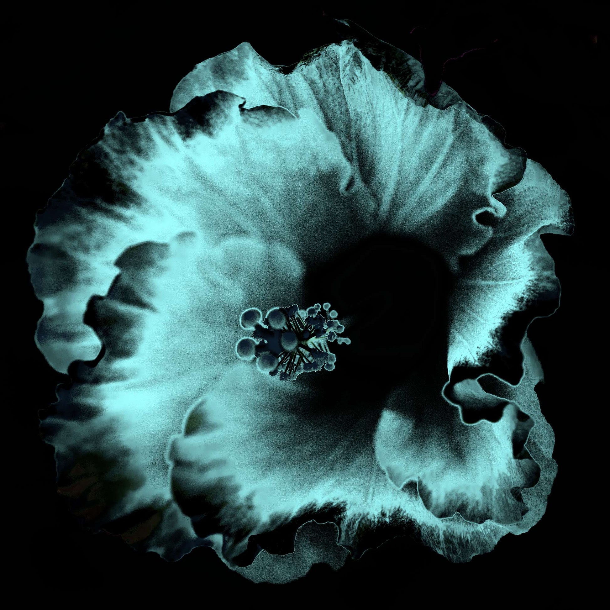 Hibiscus No.3 - 182073v20201-28 - 90x90cm, Soft cyan and black stylised hibiscus flower in moody Pop Art style with velvet shadows and cool luminous tone