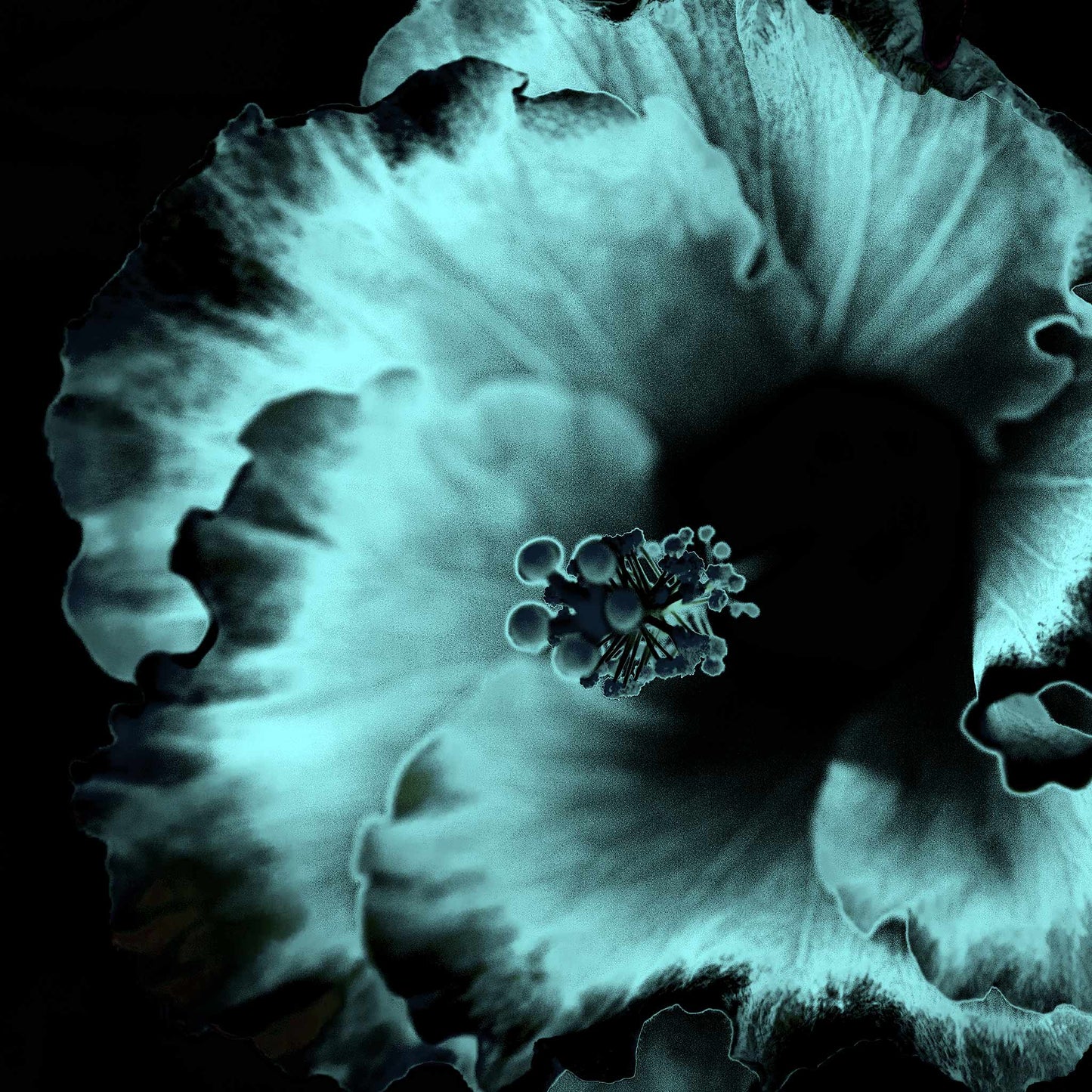 Hibiscus No.3 - 182073v20201-28 - Close Detail View, Soft cyan and black stylised hibiscus flower in moody Pop Art style with velvet shadows and cool luminous tone.