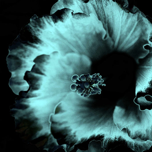 Hibiscus No.3 - 182073v20201-28 - Close Detail View, Soft cyan and black stylised hibiscus flower in moody Pop Art style with velvet shadows and cool luminous tone.