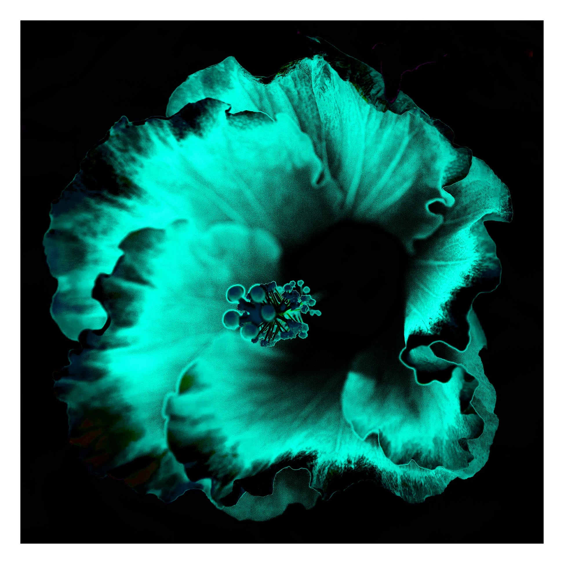 Hibiscus No.3 - 182073v20201-29 - 104x104cm, Teal and aqua-toned stylised hibiscus flower on black background, softly glowing with Pop Art contrast and luminous detail.