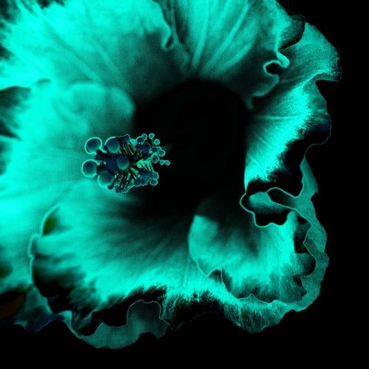 Hibiscus No.3 - 182073v20201-29 - Close Detail View, Teal and aqua-toned stylised hibiscus flower on black background, softly glowing with Pop Art contrast and luminous detail.