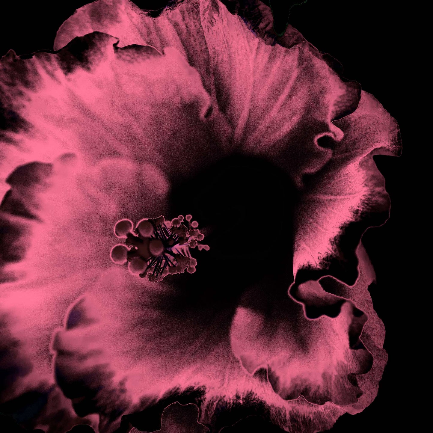 Hibiscus No.3 - 182073v20201-30 - Close Detail View, Dark rose and black stylised hibiscus flower, softly lit in a moody Pop Art palette, with velvety detail against a black background.