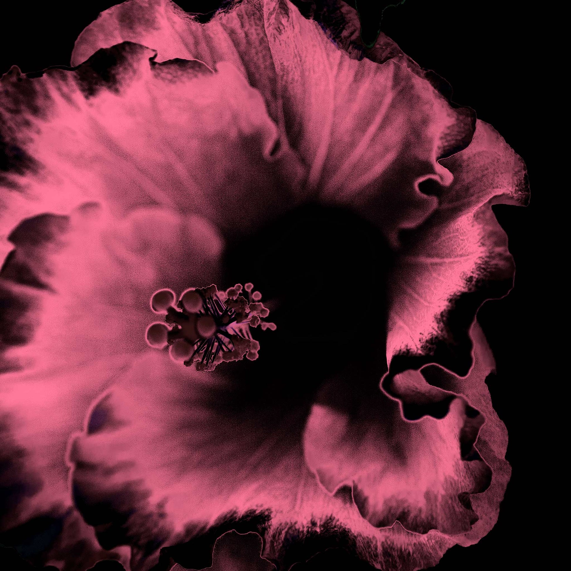 Hibiscus No.3 - 182073v20201-30 - Close Detail View, Dark rose and black stylised hibiscus flower, softly lit in a moody Pop Art palette, with velvety detail against a black background.