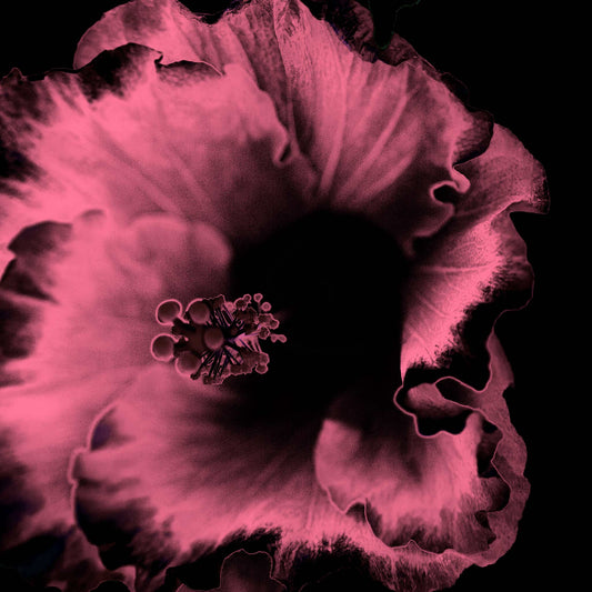 Hibiscus No.3 - 182073v20201-30 - Close Detail View, Dark rose and black stylised hibiscus flower, softly lit in a moody Pop Art palette, with velvety detail against a black background.